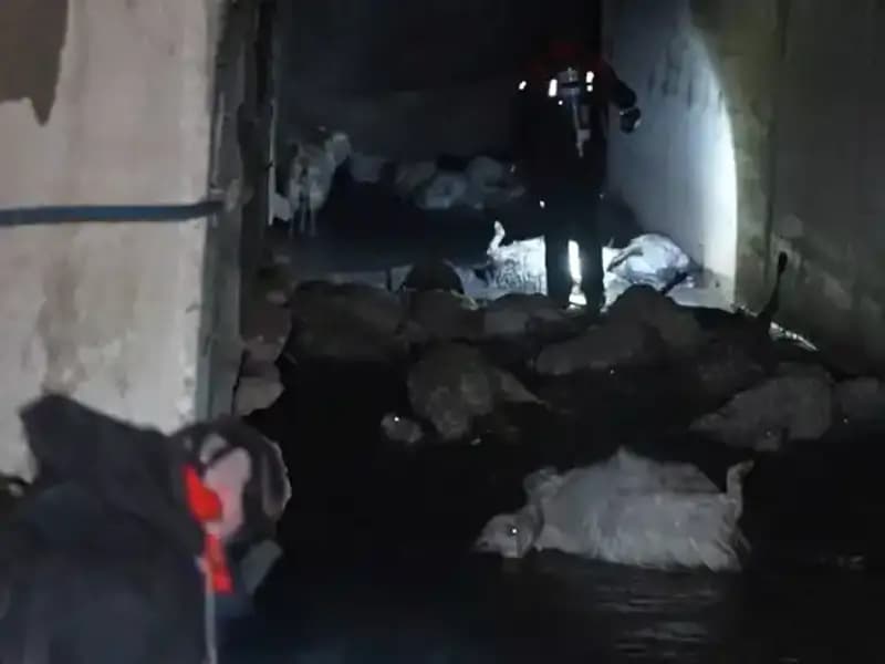 Keskin Koku Hayvanları Tehdit Ediyor: Onlarca Ölü Bulundu!