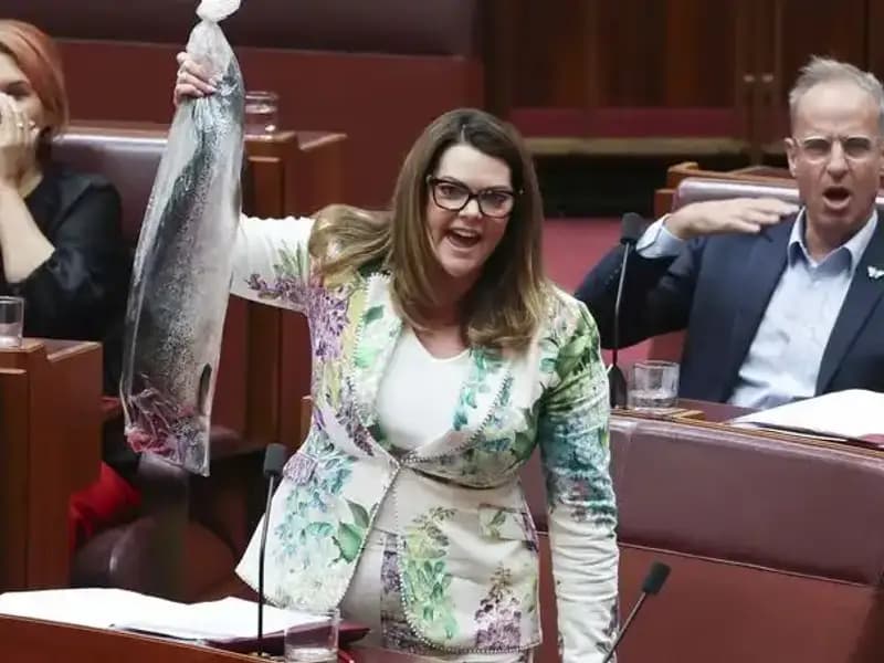 Çürük Balık Protestosu: Senatörler Mecliste Savaşmaya Gidiyor!