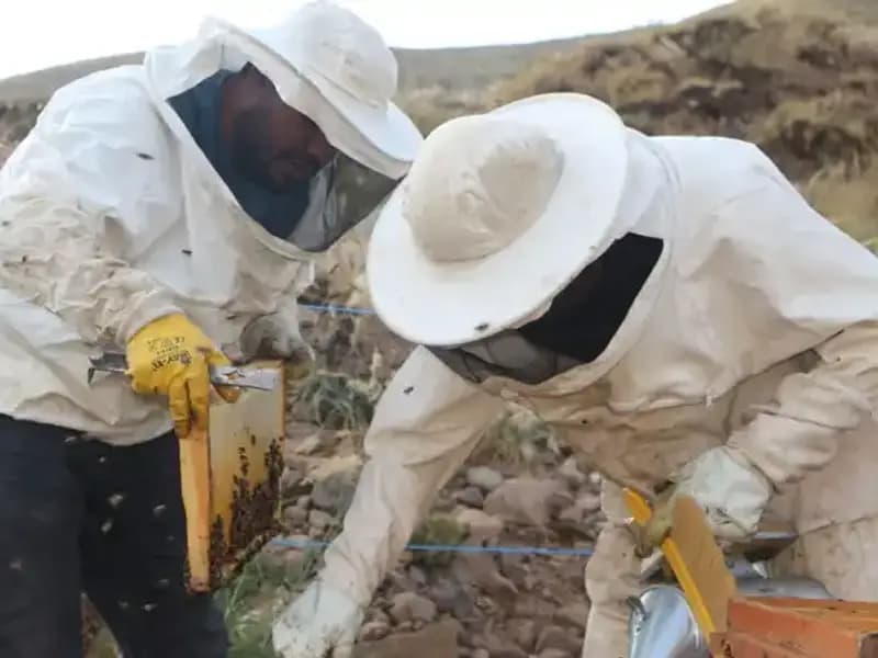 Temeke Yaylası'ndan Ürün Altyapısına İlk Adım: Coğrafi İşaretli Sağım Başladı