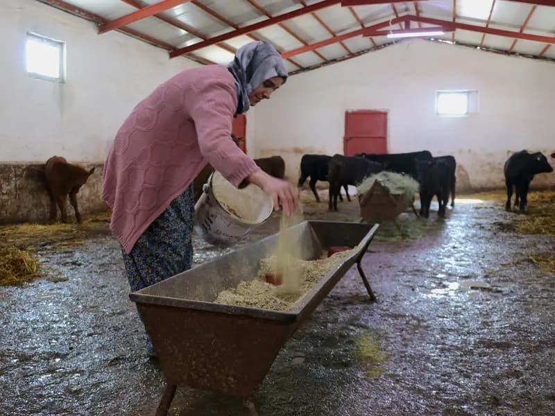 Van'da Besicilikte Başarı: 5 Ayda Hayvan Sayısını İkiye Katladı
