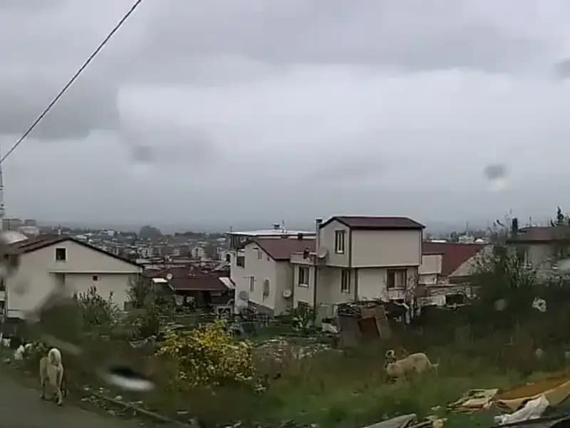 Sahipsiz Köpeklerin Saldırısı: 5 Yaşındaki Çocuğun Durumu Ciddi!