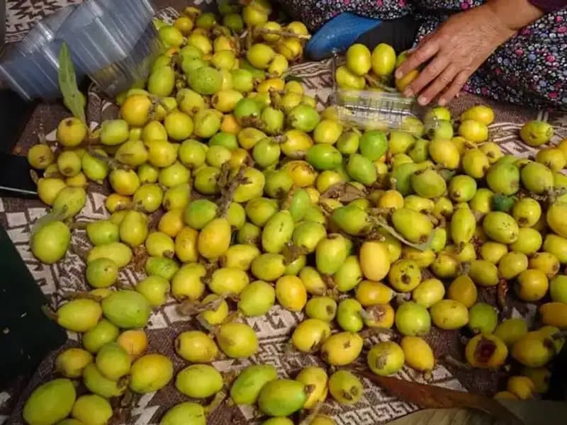 Muşmula Hasadı Başladı: Bir Kilosu 150 TL ile Dikkat Çekiyor!