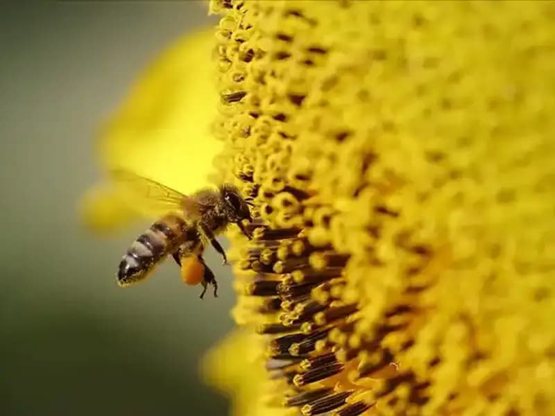 Arı Ölümlerinin Gizemi Çözüldü: Kır Çiçeklerindeki Zararlı Zehirler!