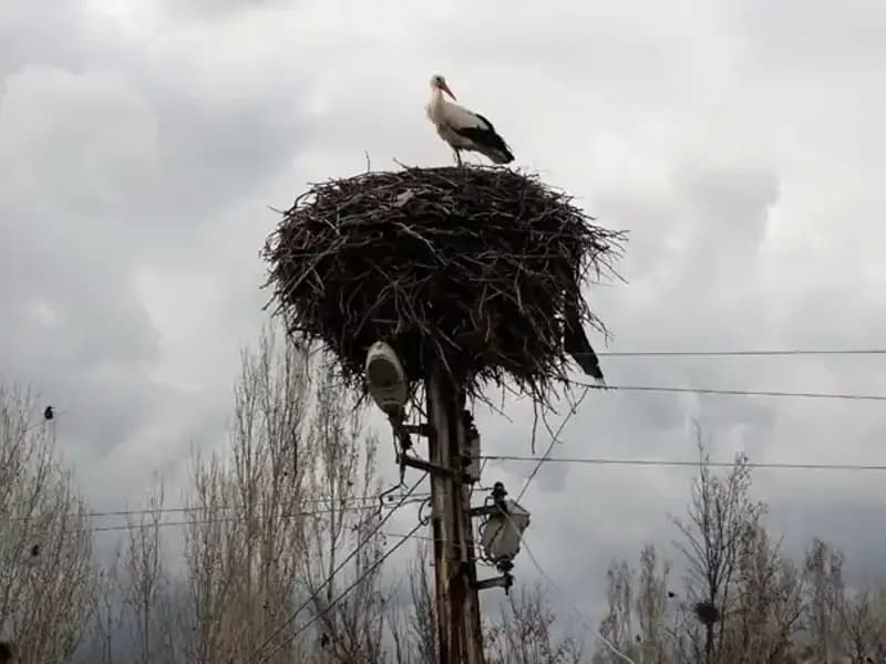 Leyleklerin Muş Ovası’na Geri Dönüşü: Doğanın Gösterişli Şovu