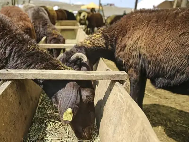 Hayvan Pazarında Şap Hastalığı Tespit Edildi: Ülkede Acil Durum İlan Edildi