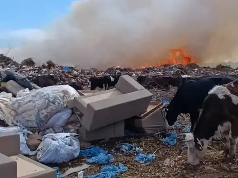 Antalya'daki Yangın: Alevler İnekleri ve Çobanları Dahi Etkilemedi