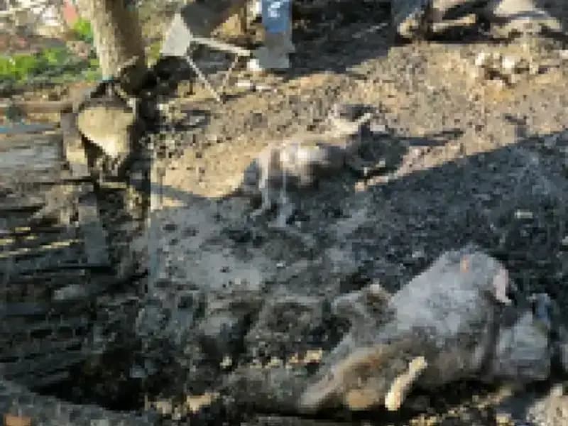 Ağılda Yangın: 11 Hayvan Faciası, Çiftçilerin Geleceği Tehlikede