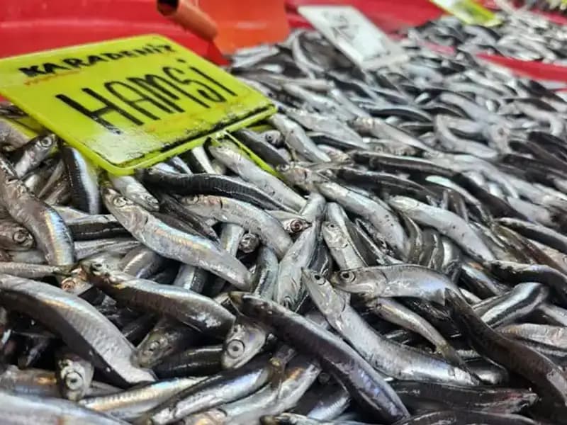 Balık Tezgahlarında Hamsi, Sardalya ve Levrek Coşkusu Sürüyor