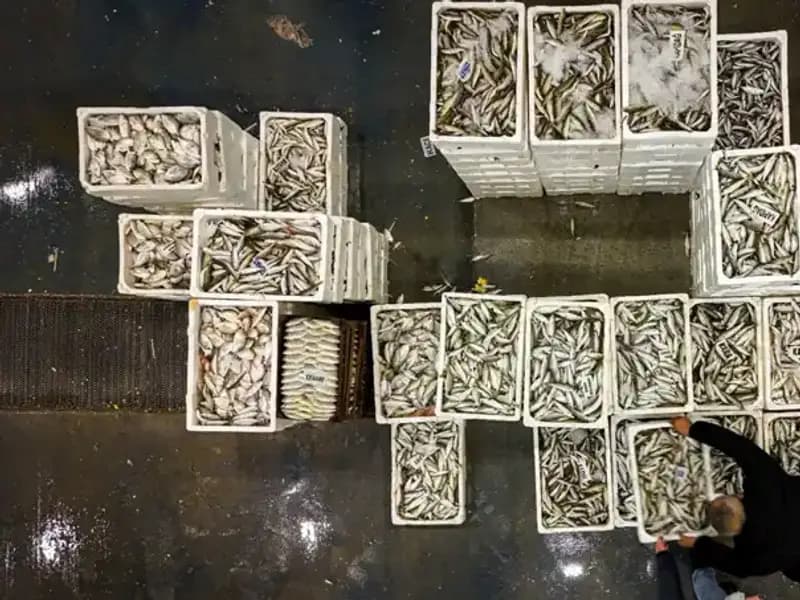 Av Yasağı İle Balıkçılar Denizlere Veda Ediyor