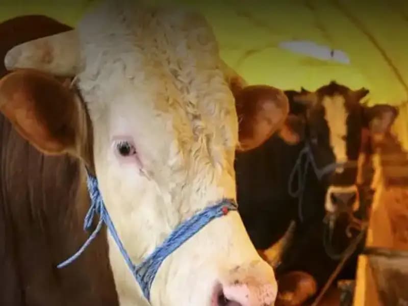 Akika Kurbanı Nedir? Kesim Zamanı ve Anlamı