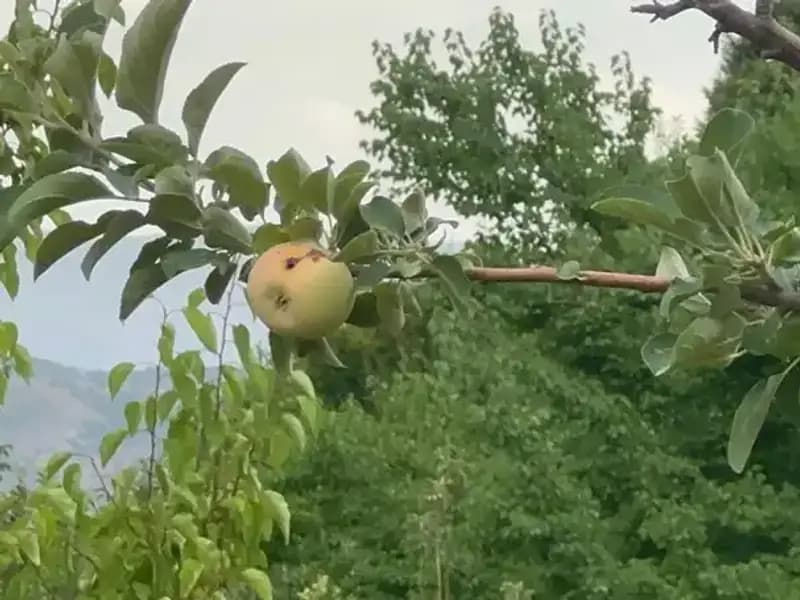 Yüzyılın Don Olayı: Sadece Bir Elma Yetişti, O da Çürük!