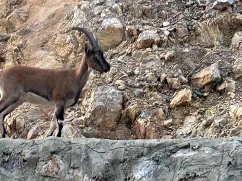 Yaban keçisini avlayan kişiye rekor ceza!