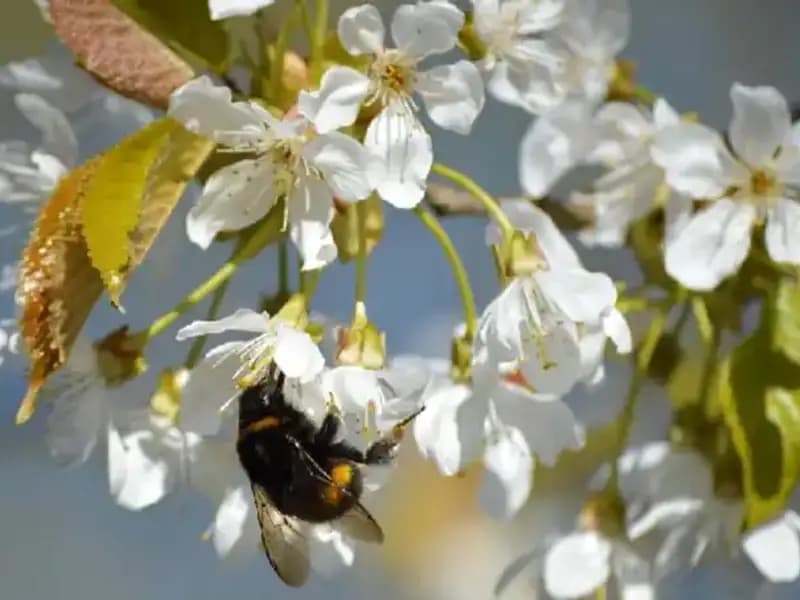 Hıdırellez: 2025'te Kutlanacak Geleneksel Bahar Şenliğine Hazır Olun!