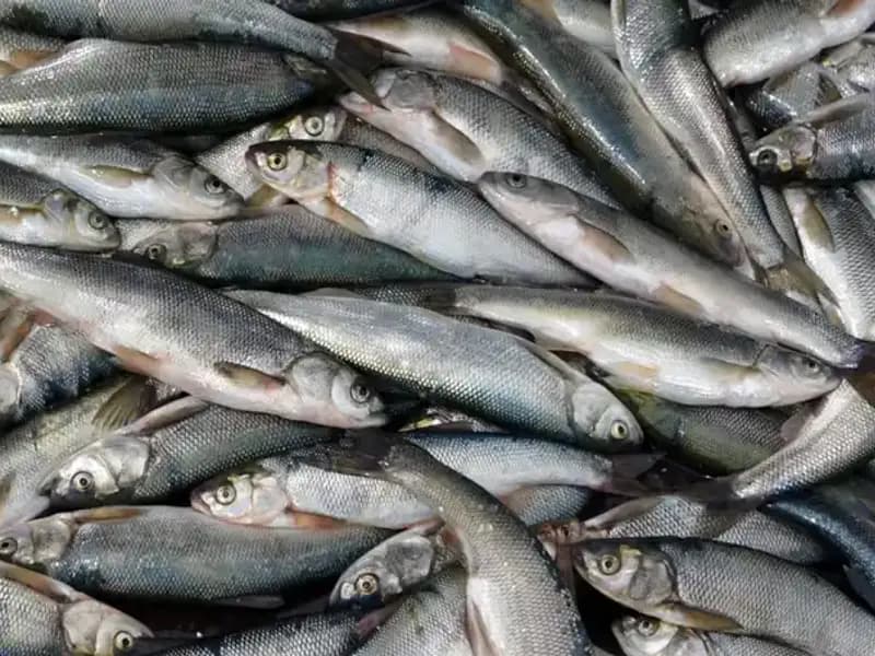 Van Gölü'nde İnci Kefali Av Yasağı: Zamanı Geldi, Ağlar Toplandı