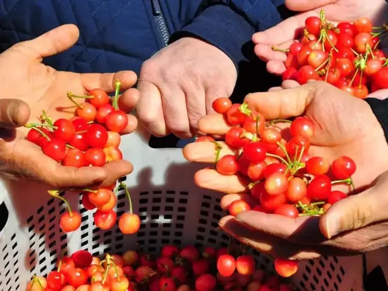 İlk Hasat Sona Erdi: Kilosu 3 Bin 500 Liradan Satışa Sunuldu!