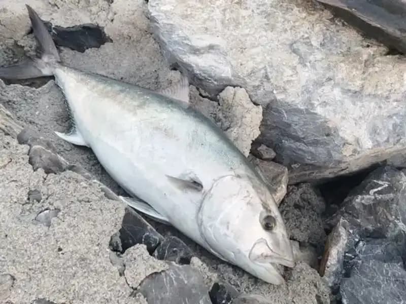 Oltayla Yakalanan Dev Balık, 65 Kilo ile 18 Bin TL'ye Satıldı