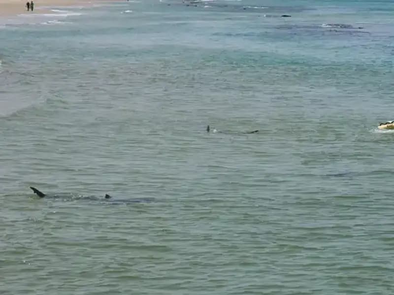 İsrail’de Köpek Balığı Saldırısı: Kayıp Yüzücünün Akıbeti Merak Ediliyor