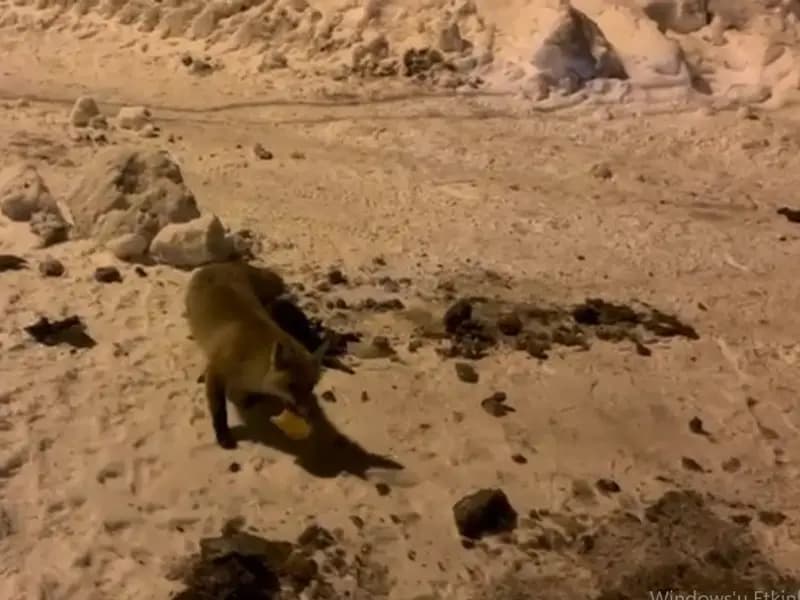 Ardahan'da Aç Kalan Tilkiyi Her Gün Besleyen Köylü