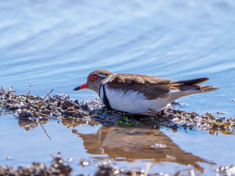 Türkiye'de İlk Kez Görülen Takkeli Cılıbıt Kuşu Gaziantep'te