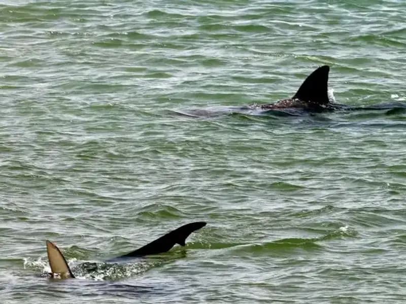 Sosyal Medya ve Ünlüler Köpekbalığı Saldırılarını Artırıyor mu?