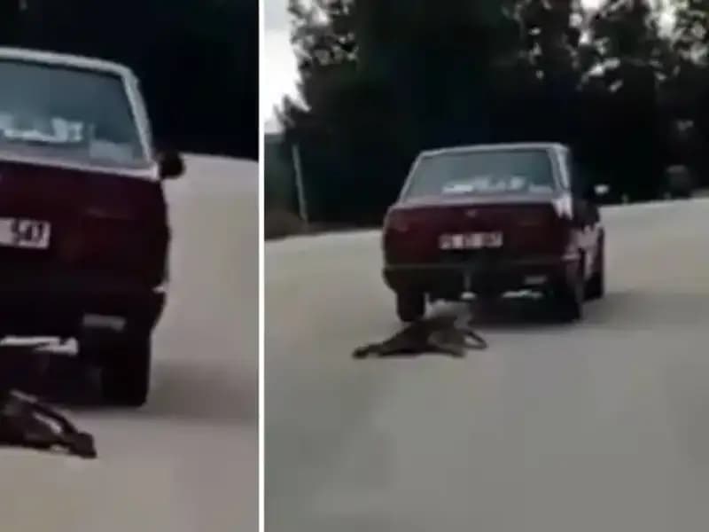 Sürüklenen Köpek Olayı: Hayvanseverlerle Yapılan Tepkili Showdown