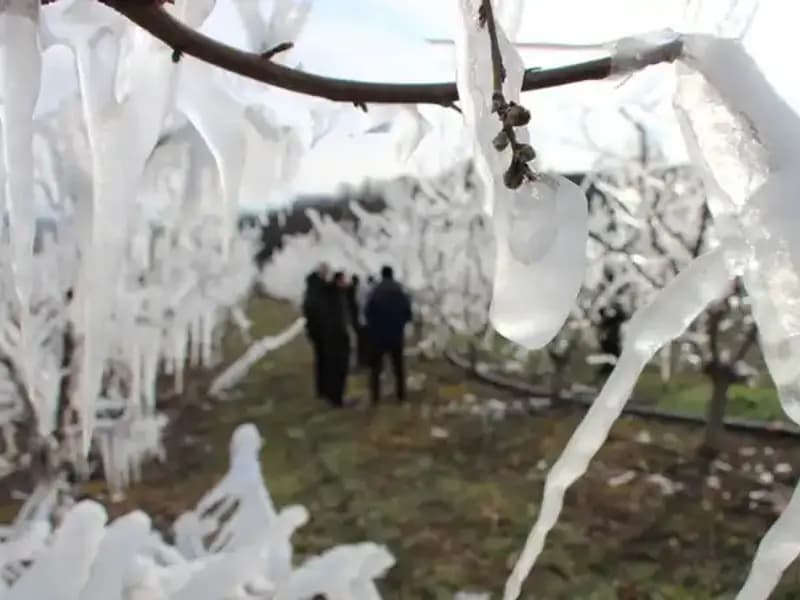Soğuk Havada Dondurulan Ağaçlar, Tomurcukların Yüzde 80’ini Çiçeklendirdi!