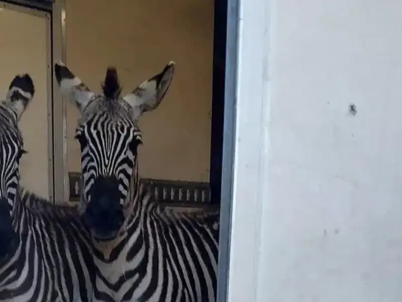 Sınırda Durdurulan Minibüs İçinden Çıkan Hayvanlar Şaşkınlık Yarattı!