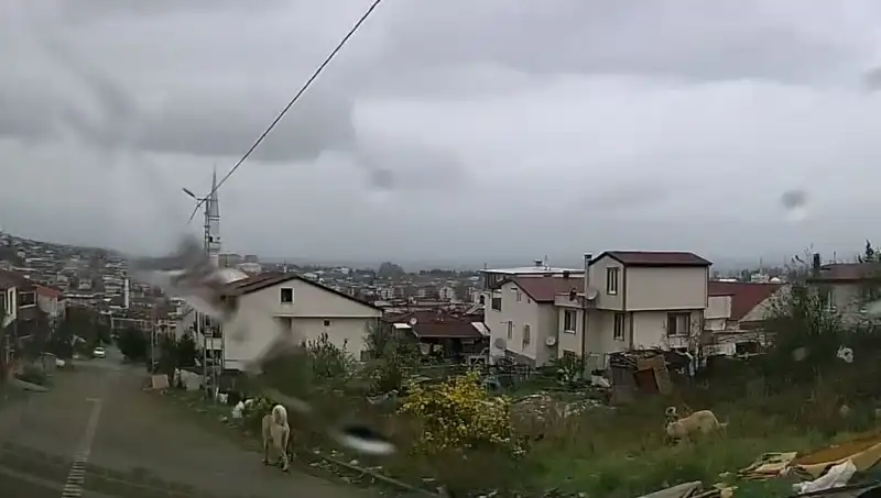 Sahipsiz Köpeklerin Saldırısı: 5 Yaşındaki Çocuğun Durumu Ciddi!