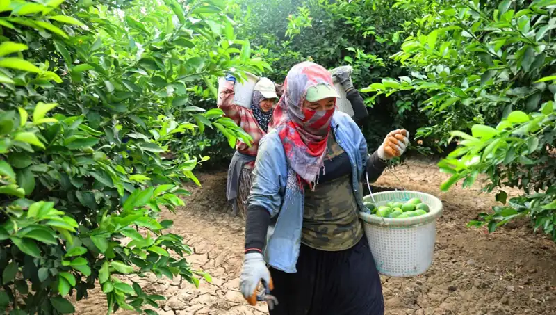 Markette Patates Fiyatları Rekor Kırdı: İlk Hasat Ürünleri Raflarda