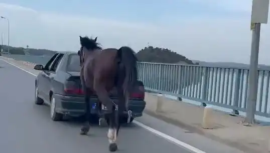 Adana'da Ata Eziyet Eden Kişiye Şok Tutuklama
