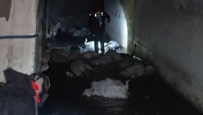 Keskin Koku Hayvanları Tehdit Ediyor: Onlarca Ölü Bulundu!