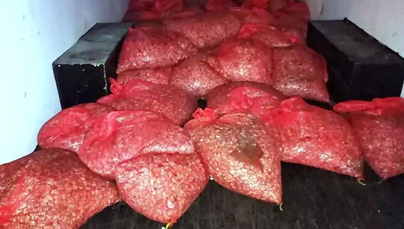 Samsun'da Kaçak Midye Operasyonu: 1,5 Ton Kıyıya Vuruldu!