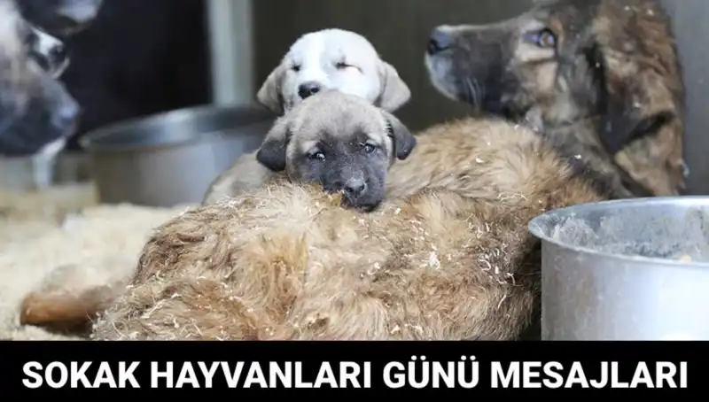 Dünya Sokak Hayvanları Günü: Hayvanların Geleceği İçin Ne Zaman Kutlanıyor?