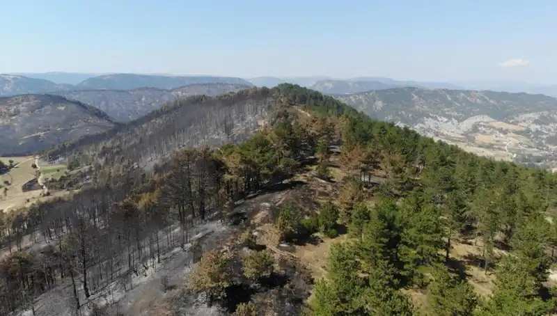 Bolu’da Doğa İçin Tarihi Adım: 5 Milyon Fidan Toprakla Buluşuyor!