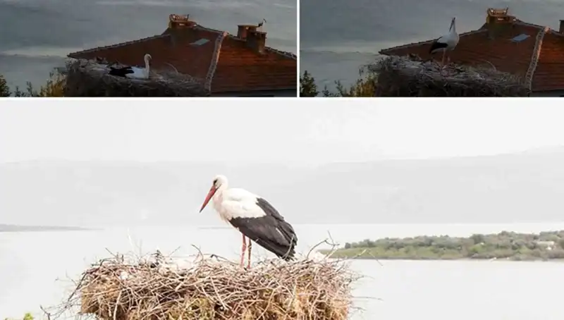 Yaren Leylek Depremi Önceden Hissetti, Doğanın Gücüne Tanıklık Ettik