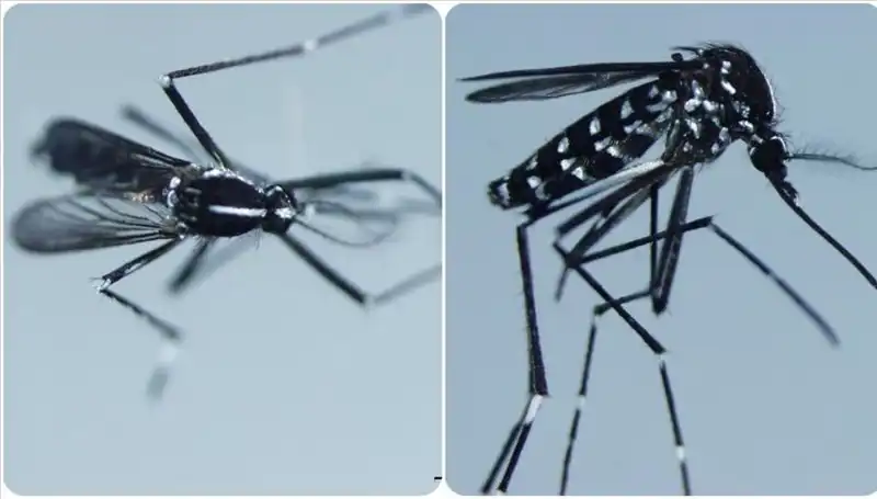 Chikungunya Virüsü: Tehlikesi ve Görüldüğü Ülkeler Hakkında Yeni Bilgiler