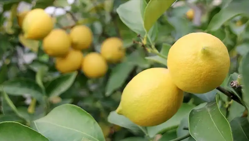 Limon Fiyatları Tavan Yaptı: Adedi 24 Lira Oldu!