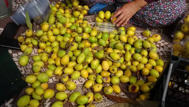 Muşmula Hasadı Başladı: Bir Kilosu 150 TL ile Dikkat Çekiyor!