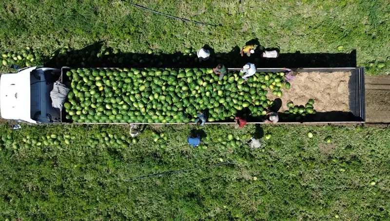 Bafra Ovası'nda Karpuz Rekoltesinde Tarihi Zirve: 94 Bin 500 Ton Bekleniyor