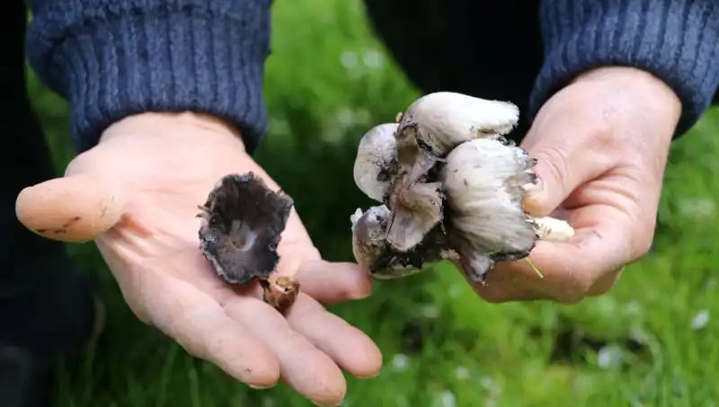Doğanın Cenneti: Türkiye'deki Yaban Mantarlarının Tehlikeleri ve Koruma Yolları