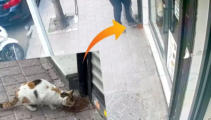 Kediler, Mamalarını Paylaştırıp Kaçınca Eğlence Dolu Anlar Yaşandı