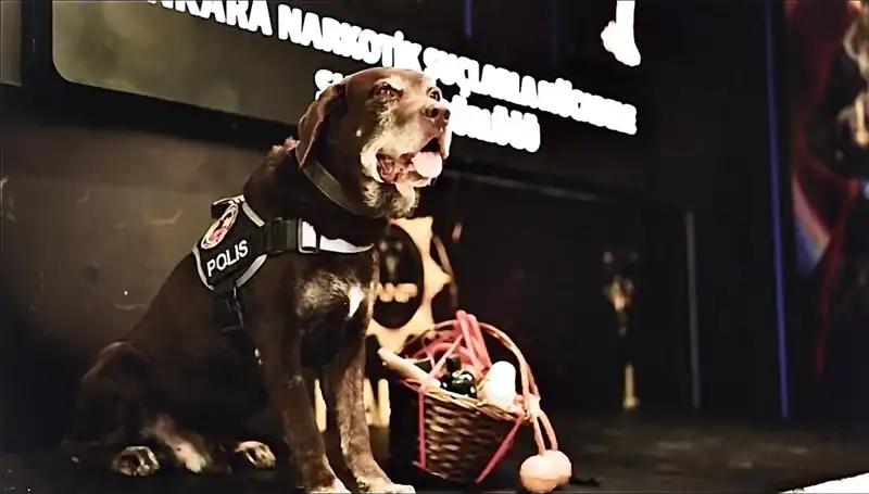 Ankara Emniyeti'nin Narkotik Köpeği Toma, 11 Yıl Sonra Emekli Oldu