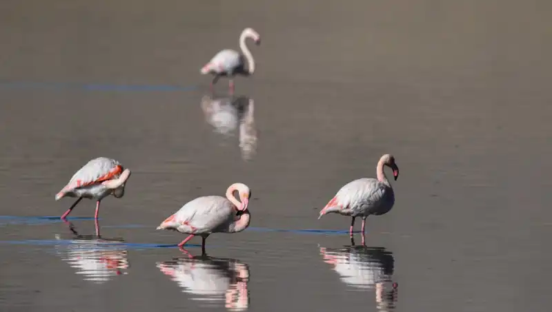 Kuraklık Kuş Cennetini Vurdu: Flamingo Sayısında Endişe Verici Düşüş!