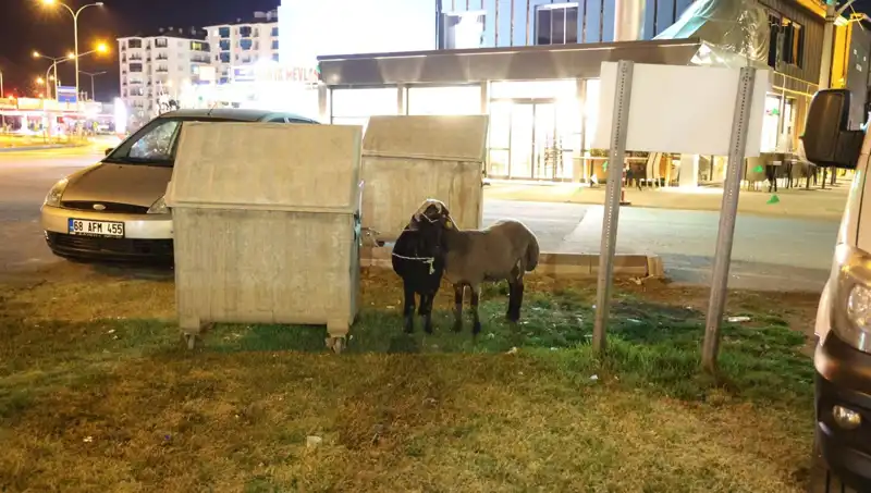 Yola Düşen "Mor Karaman" Irkı Koyunlar, Kaderine Terk Edildi Mi?