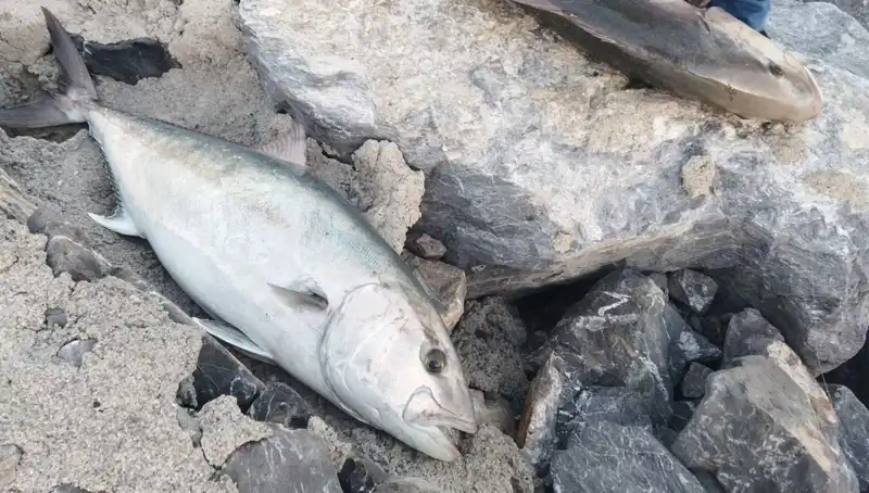 Oltayla Yakalanan Dev Balık, 65 Kilo ile 18 Bin TL'ye Satıldı