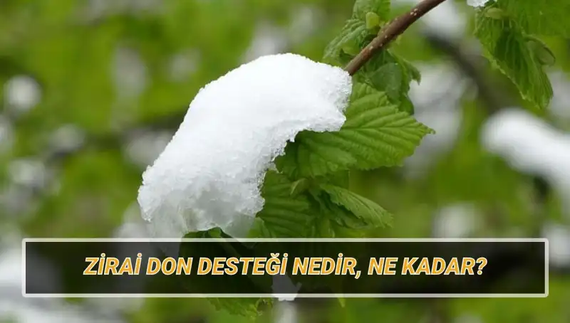 Zirai Don Desteği Açıklandı: Hangi İllere Ne Kadar Destek Verilecek?