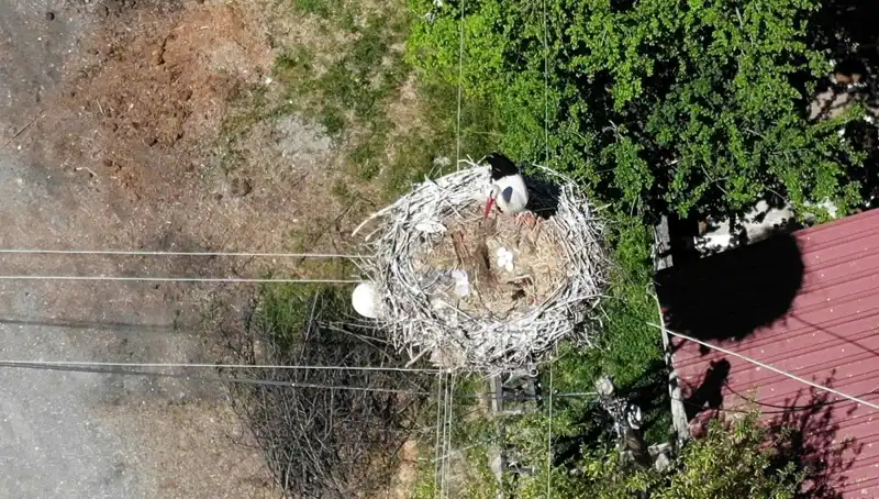 22 Yıldır Aynı Yuvada Kışlayan Baharın Müjdecisi Kuşun Dönüş Hikayesi
