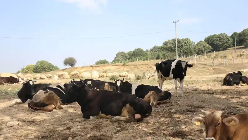 Şap Hastalığına Karşı Acil Önlem: 22 Köyde Barikat!