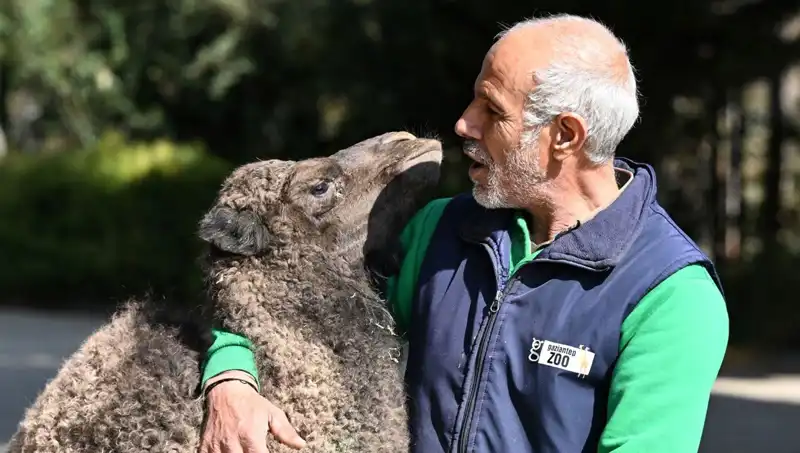 Anne Sütü ile Beslenen "Boncuk": Doğanın Mucizesi