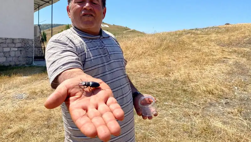 Sivas'ta Yeni Tehlike: Bu Böceği Öldürmenin Cezası 557 Bin TL!